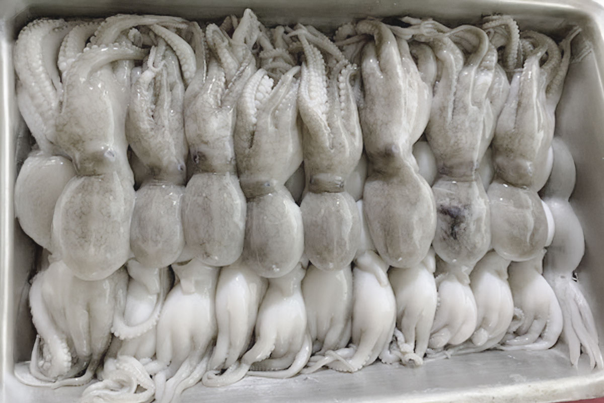 non-phosphate for cuttlefish